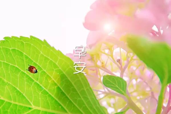 24.不要害怕单人，怎么样，你可以哭，但你不能。不要打架，你怎么知道你是一个角色或浪费！早上好！