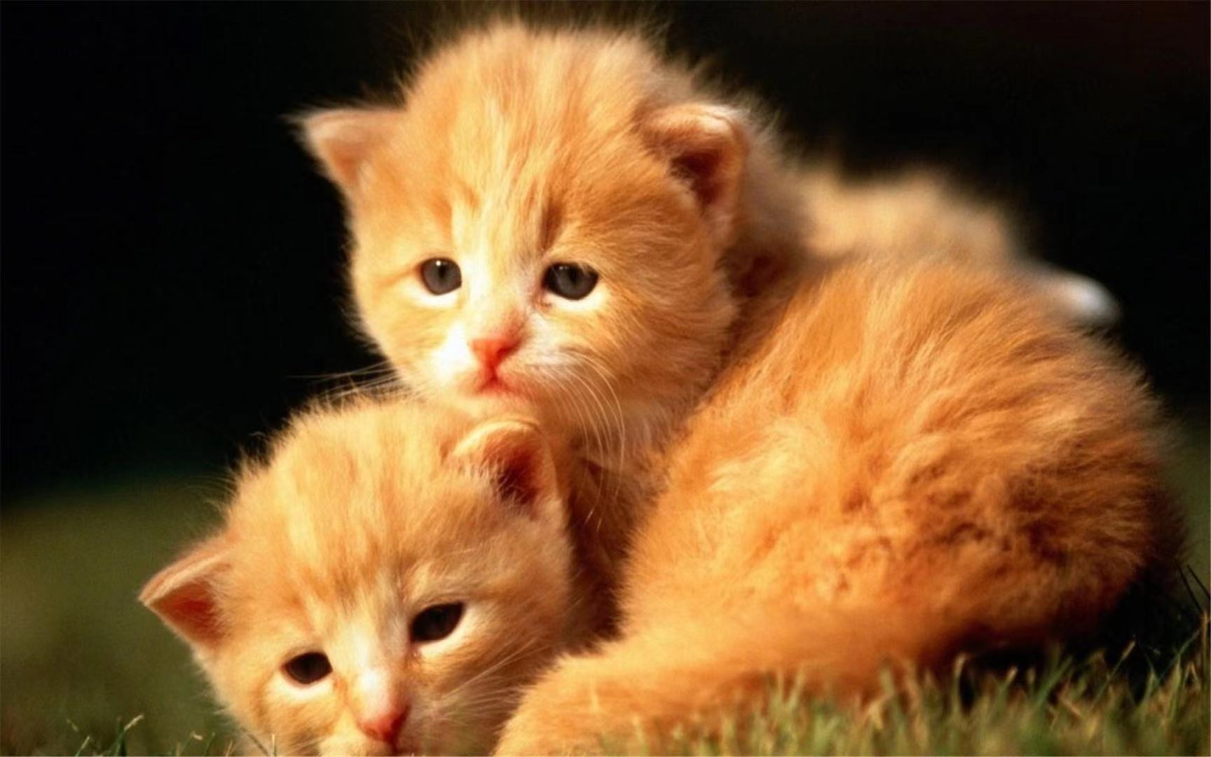 服务团队团队名称Slogan Daquan 1