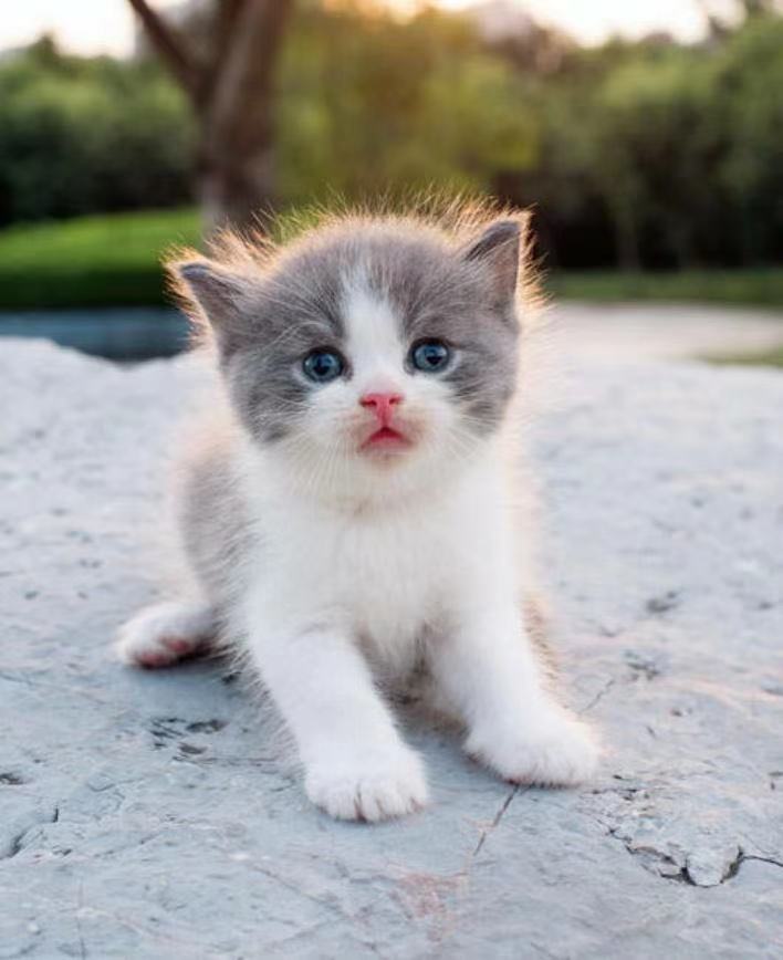 团队称之为Slogan Daquan 1