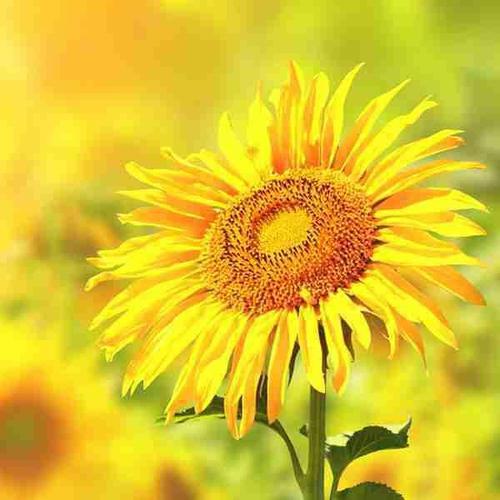 15.当你没有别的什么时，就是你开始得到它的时候.Life不会太令人满意，我们必须似乎面对心脏和苦涩。人性很好，纯洁作为青溪流动，凝胶起飞的朋友分开分为两种类型：一辈子，一杯。当我感到自豪时，我的朋友们遇见了你;当它太困难时，你就会重新遇到我的朋友。