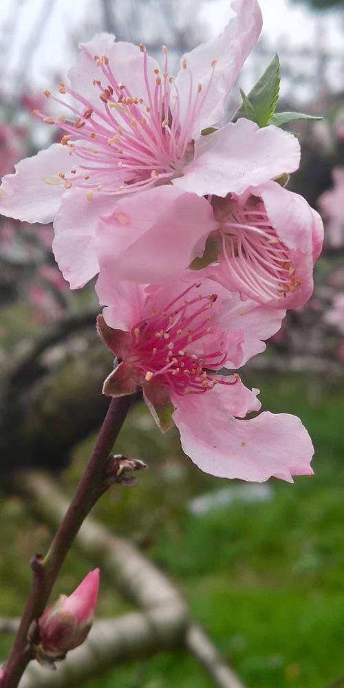 3月是一个美丽的句子