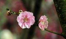 怎么形容三月的季节