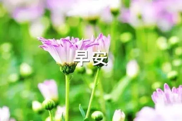 早上好短句图片1