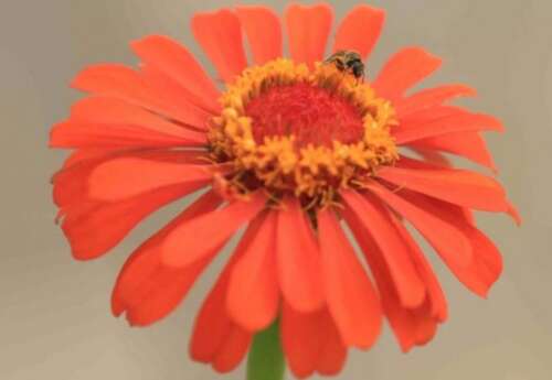 2021祝福声明最短美丽1