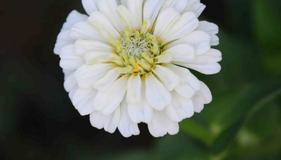 2021祝福声明最短