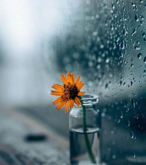 美丽下雨的判决