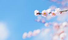 形容春天到来万物复苏的句子