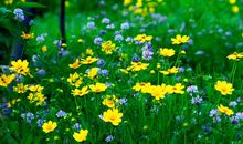 关于春天的诗句古诗