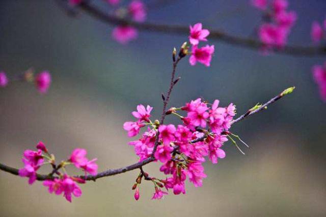 描述李四川的美丽句子2