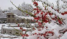 四月飞雪诗句
