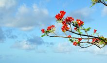 有关春天的优美句子