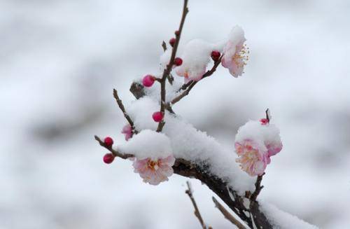 诗歌与梅花有关