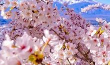 春天赏花的朋友圈说说