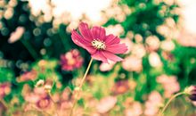 一天一句正能量早安句子