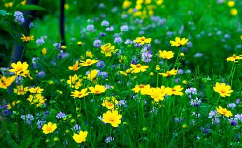 描述春天的合成。