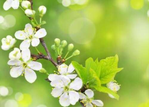 描述弹簧的合成,美丽的句子1