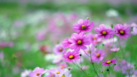 关于春季激励话语3