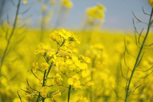 关于春季激励话语2