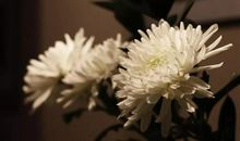 清明节说说大全