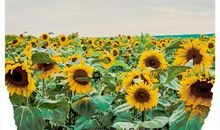 朋友圈很流行的句子