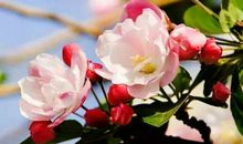 赞美海棠花的诗句