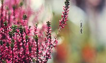 夏至朋友圈说说短语