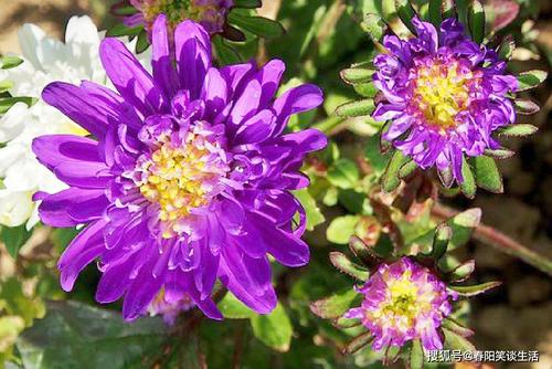 我希望一个节日快乐的女神