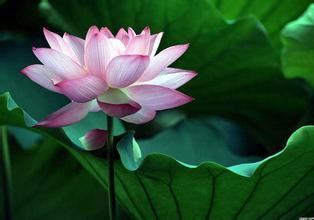 诗歌与莲花有关