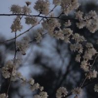 生命的悲伤签名并不容易签署生活并不容易签署（选定38）