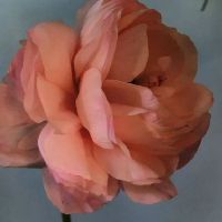 一个美丽的女性生活，一个美丽的句子