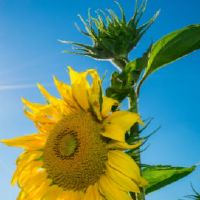 阳光灿烂的句子短裤，好句子