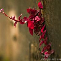 奥黛丽赫本着名的双语说