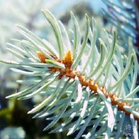 冬季着名的演讲