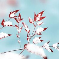 2022年度寒冷的节日友情朋友圈温歇莉如何送朋友圈