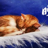 在2022年晚上睡觉前80个句子