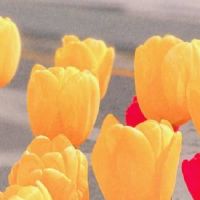 充满美好心情的幸福签名 生活简单美好的幸福句子