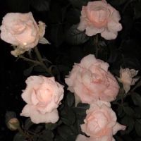 简单又很温暖的个性网名 很有寓意的心动温柔的网名