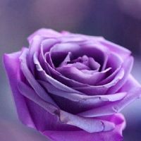 万众一心抗击疫情的句子(精选33句)