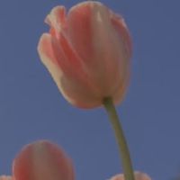 七字个性好听的昵称 七个字好听又难忘的网名(精选54个)