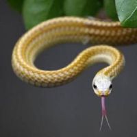 带蛇的四字网名重口味 关于蛇的网名大全(精选102个)