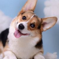 非常可爱好听的动物网名(精选57个)