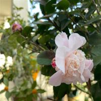 花开了适合发朋友圈的经典短句(精选34句)