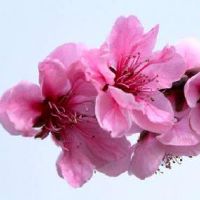 好听带桃字的网名大全(精选38个)