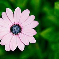 非常好听的花草网名(精选54个)