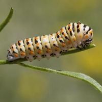 关于虫子的网名大全(精选99个)