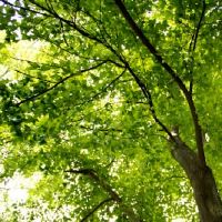 好听的带薇字的昵称 好听带微字的网名(精选77个)