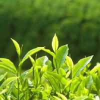 唯美关于茶的网名大全(精选91个)