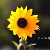 简单阳光正能量网名 充满阳光的昵称(精选87个)