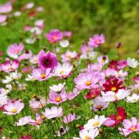 好听关于格桑花的网名大全(精选77个)