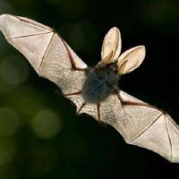 关于蝙蝠的网名大全(精选33个)